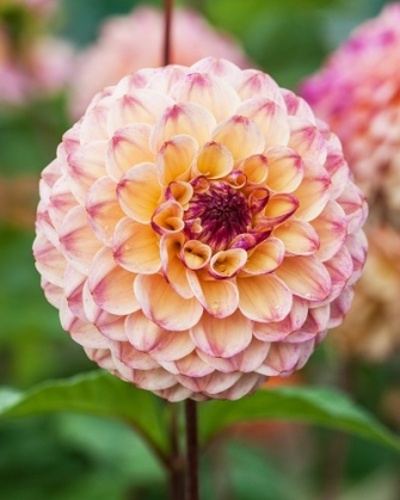 DÁLIA (GEORGÍNA) WINE EYED JILL 10 ks